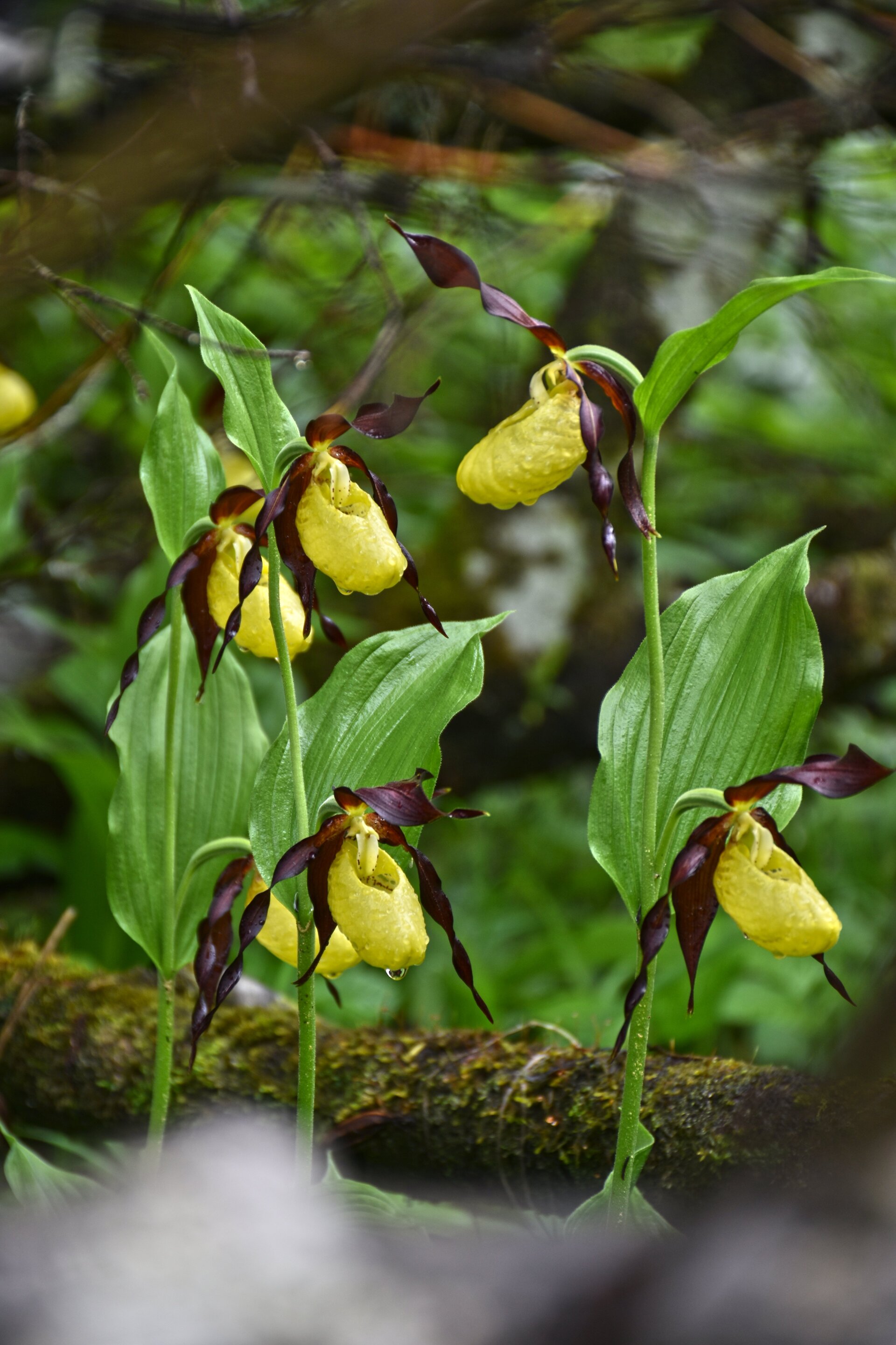 Cypripedium Calceolus O Scarpetta Della Madonna Michele Zeni