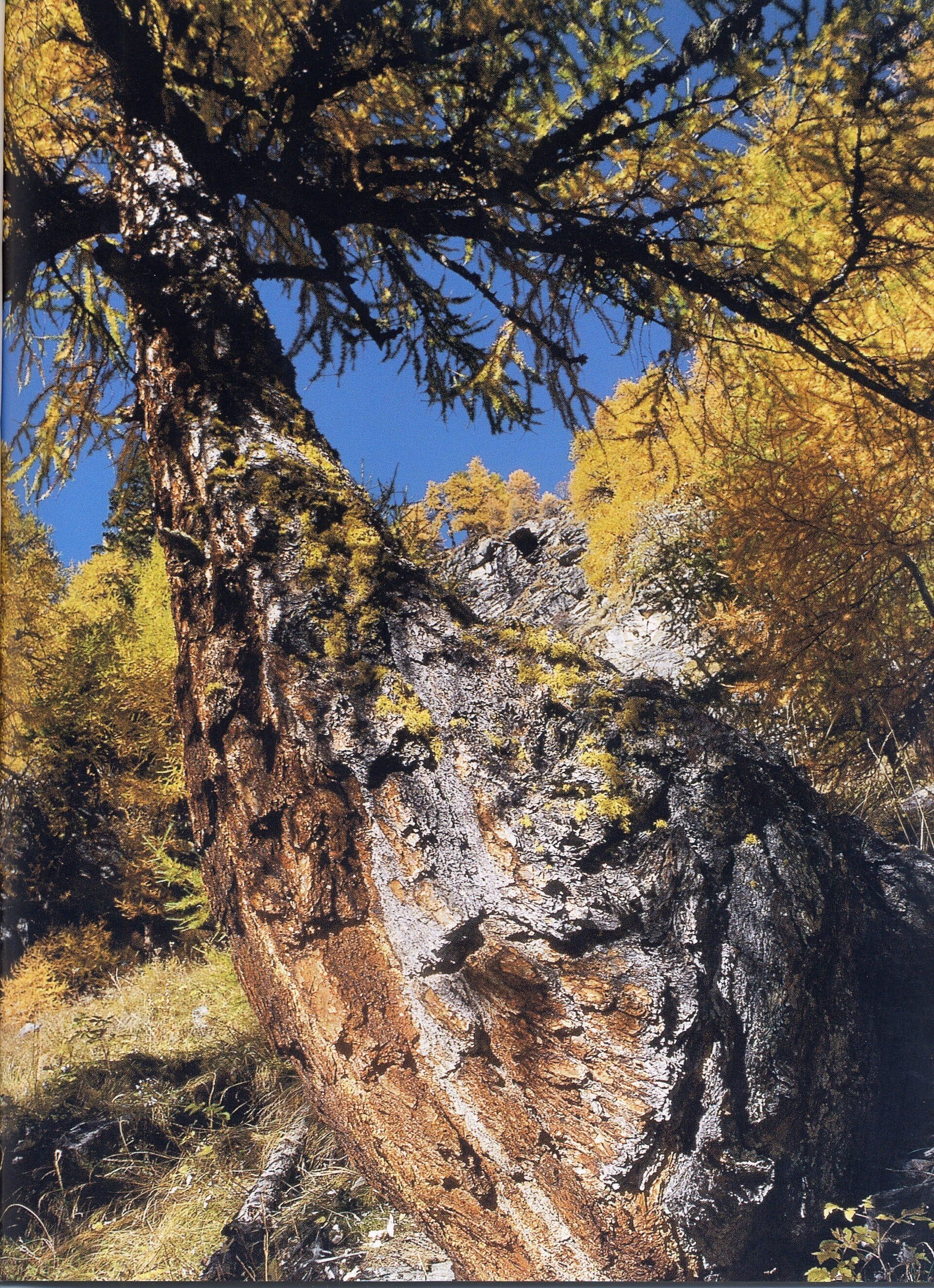 Scalinata Dei Larici Archivi Parco Nazionale Dello Stelvio 4