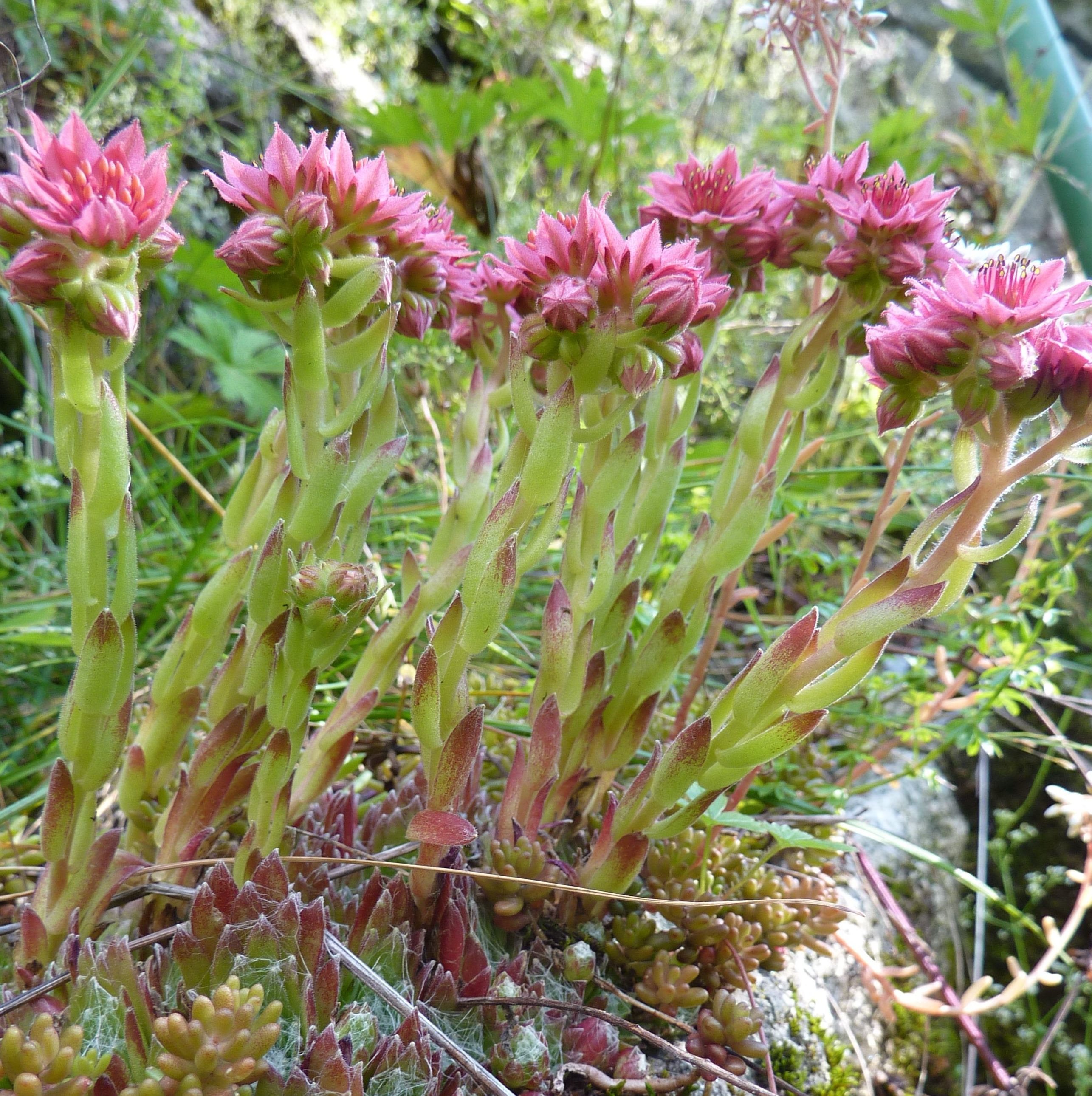 Sempervivum Arachnoideum E1615901241631