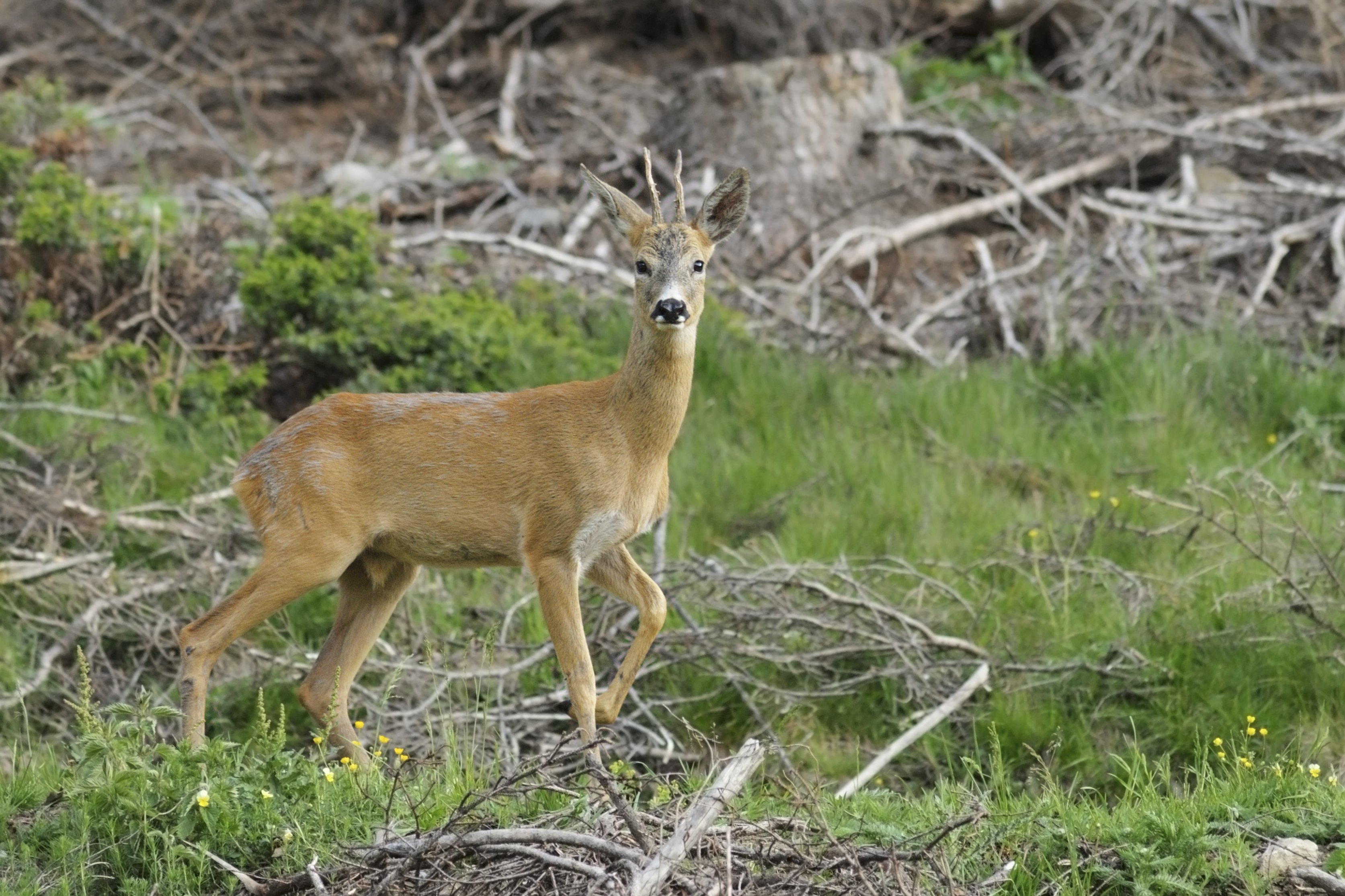 Val Di Sole Wildlife Watching