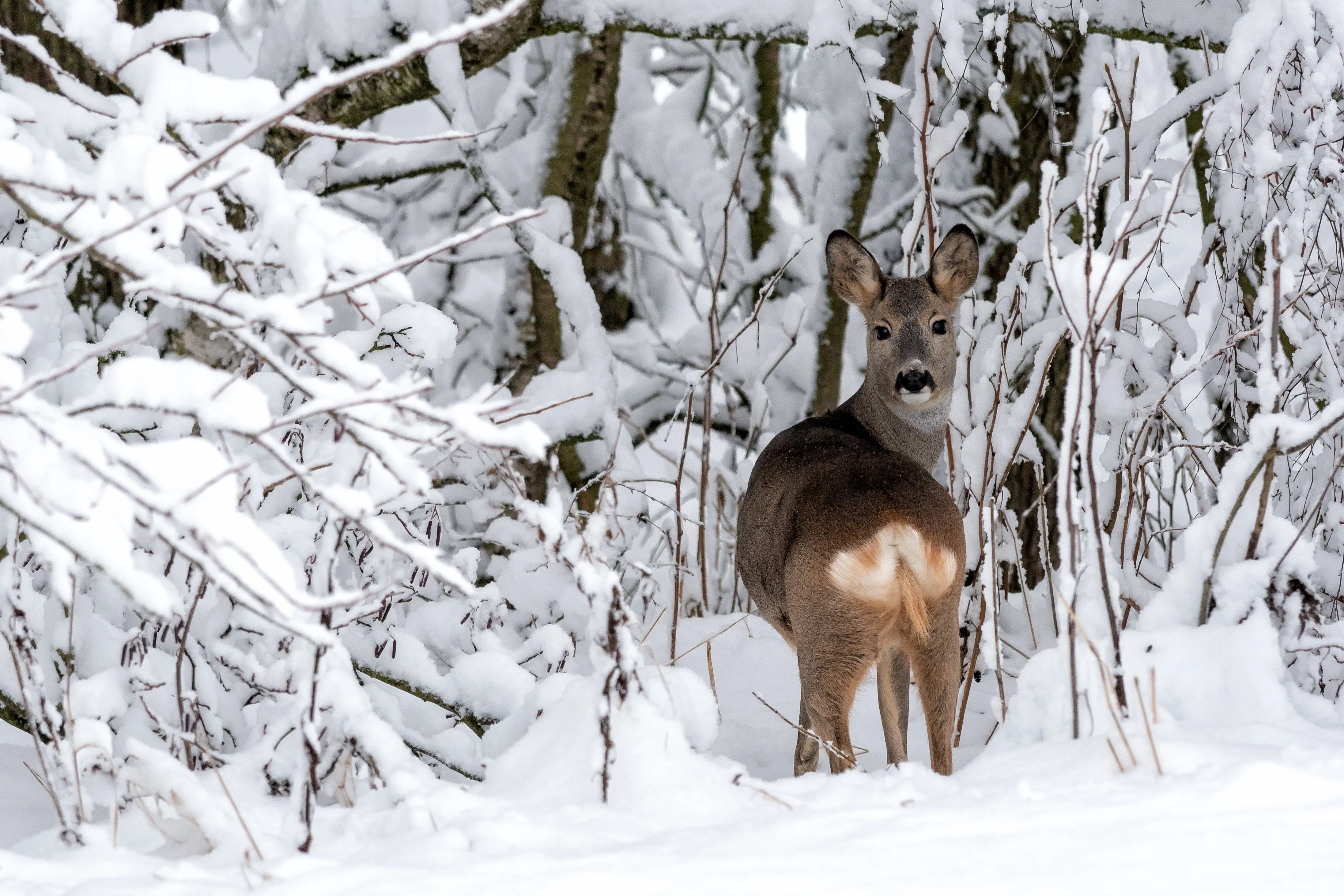 Wildlife Watching Animali Trentino